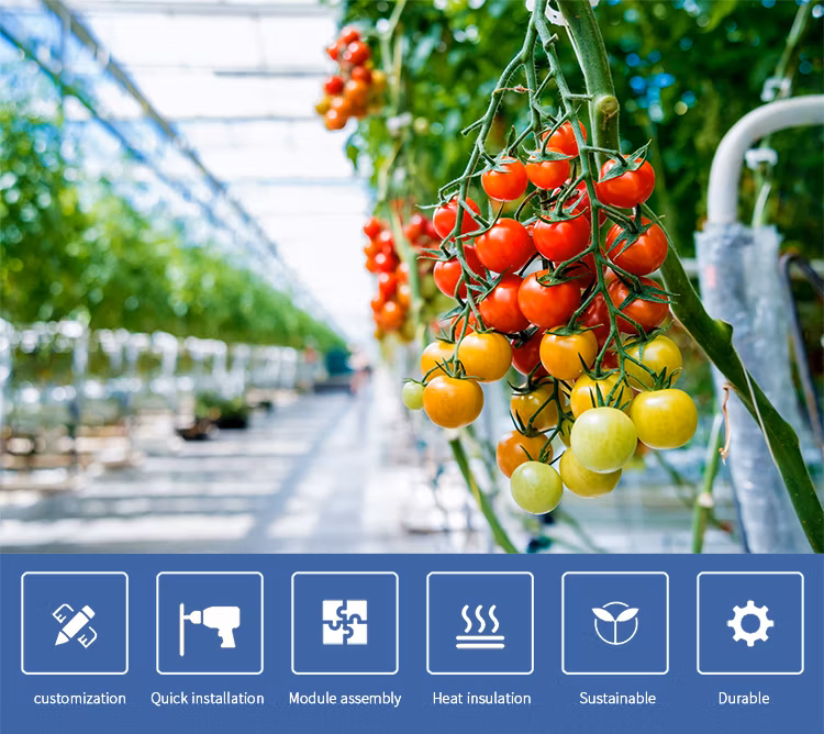 Agricultural Comercial Arched Type Polycarbonate Board/Sheet Greenhouse Multi-Span Greenhouse for Lettuce Tomato Cucumber