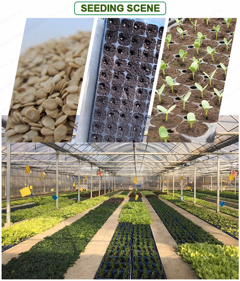 Automatic Agriculture Seed Tray Planter Nursery Seeding Machine