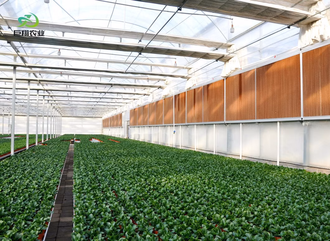 Good Quality Hydroponics System Multi-Spans Film Greenhouse for Pepper Production