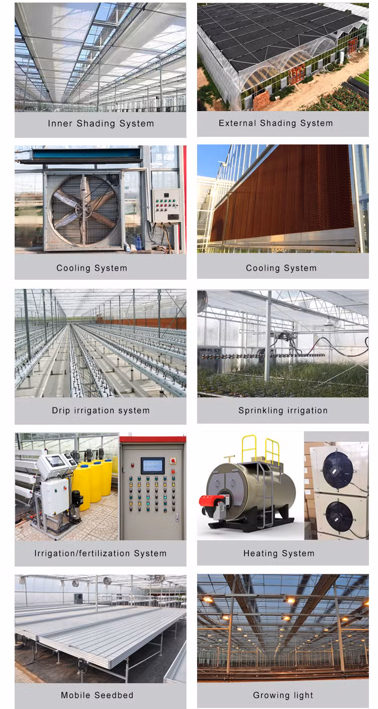 Commercial/Agricultural Poly Tunnel Cheap Arched Hot DIP Galvanized Steel Frame Multi-Span Film Greenhouse for Hydroponic Tomato
