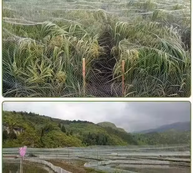 Factory Price Horticulture/Agricultural/Greenhouse/Agro/Vegetable/Garden/Raschel/Shading/Anti Hail/Anti Bird/Anti Insectolive/Safety/Waterproof/Hail Net