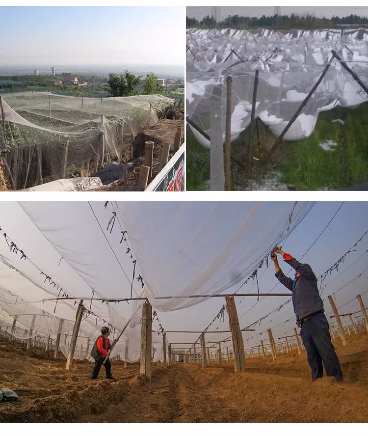 Factory Price Horticulture/Agricultural/Greenhouse/Agro/Vegetable/Garden/Raschel/Shading/Anti Hail/Anti Bird/Anti Insectolive/Safety/Waterproof/Hail Net