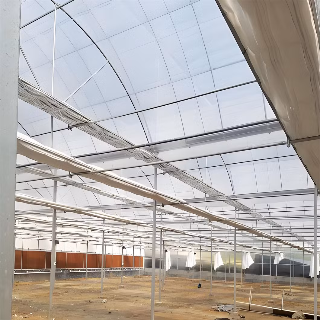 1000 Square Meters Industrial Greenhouses for Tomatoes Agricultural