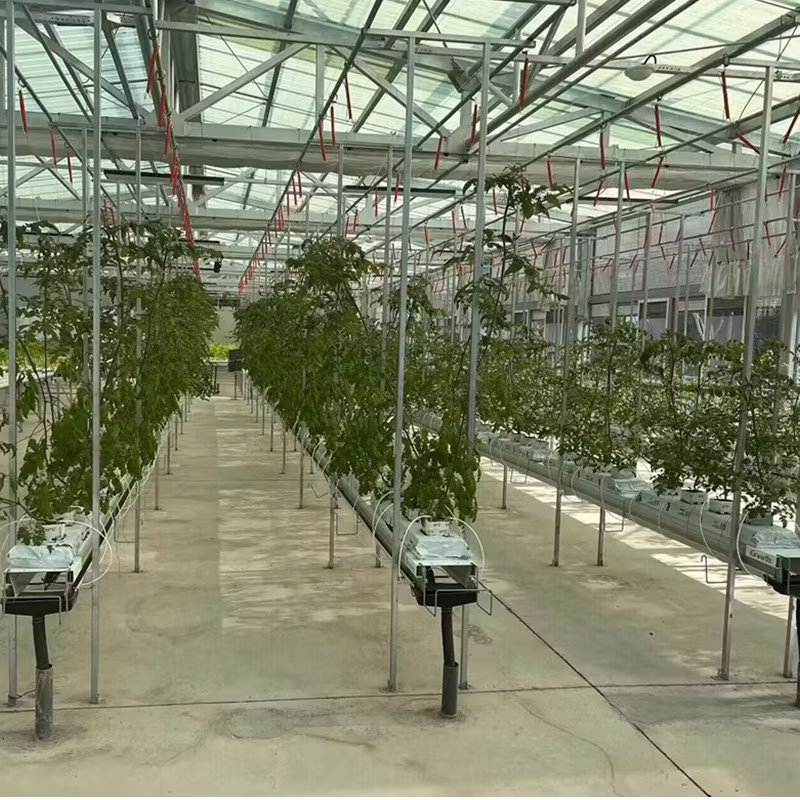Tempered Glass Greenhouse with Irrigation System