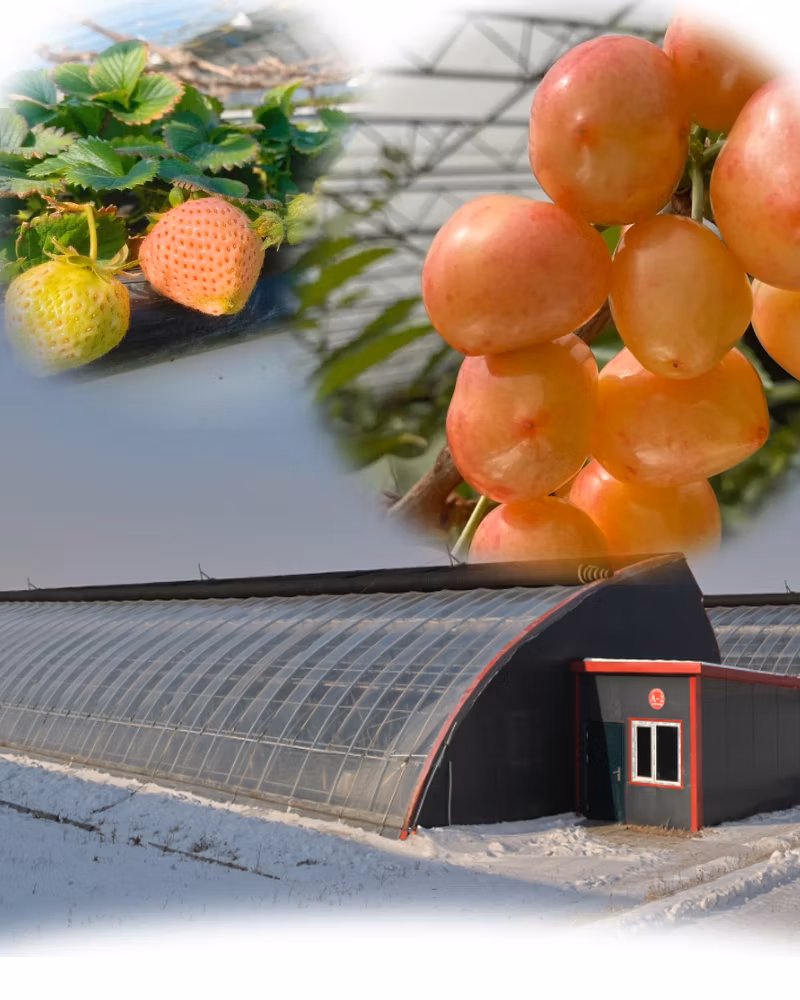 From China Customized Illuminate Sunlight Film Greenhouse for Tomato
