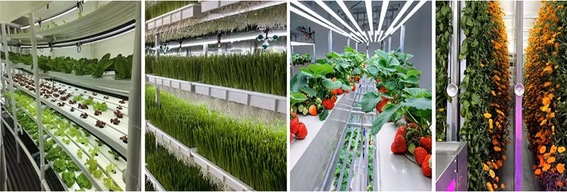 Greenhouse Vertical Farm System Hydroponic Container Farm for Vegetables