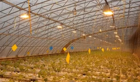 From China Customized Illuminate Sunlight Film Greenhouse for Tomato