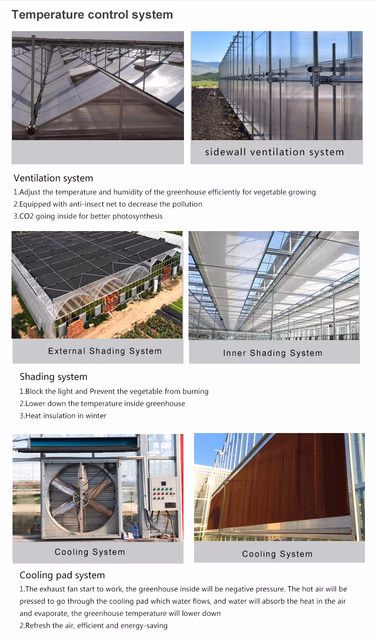 Agricultural Comercial Arched Type Polycarbonate Board/Sheet Greenhouse Multi-Span Greenhouse for Lettuce Tomato Cucumber