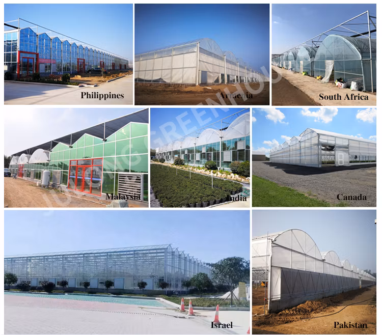 Agricultural Comercial Arched Type Polycarbonate Board/Sheet Greenhouse Multi-Span Greenhouse for Lettuce Tomato Cucumber