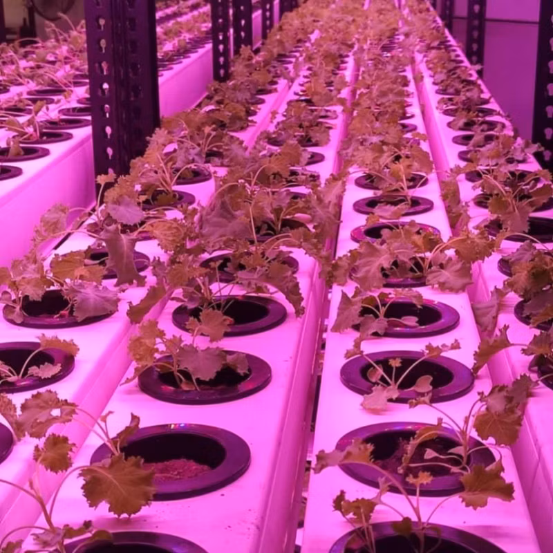 Vertical Farming Solutions Indoor Hydroponic Gardening Nft Setup