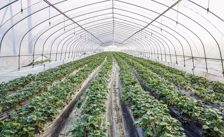 Hydroponic Garden Propane Greenhouse Heaters Glass Cost for Vegetables, Flowers