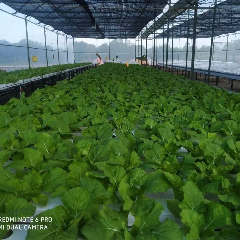 Vertical Farming Solutions Indoor Hydroponic Gardening Nft Setup