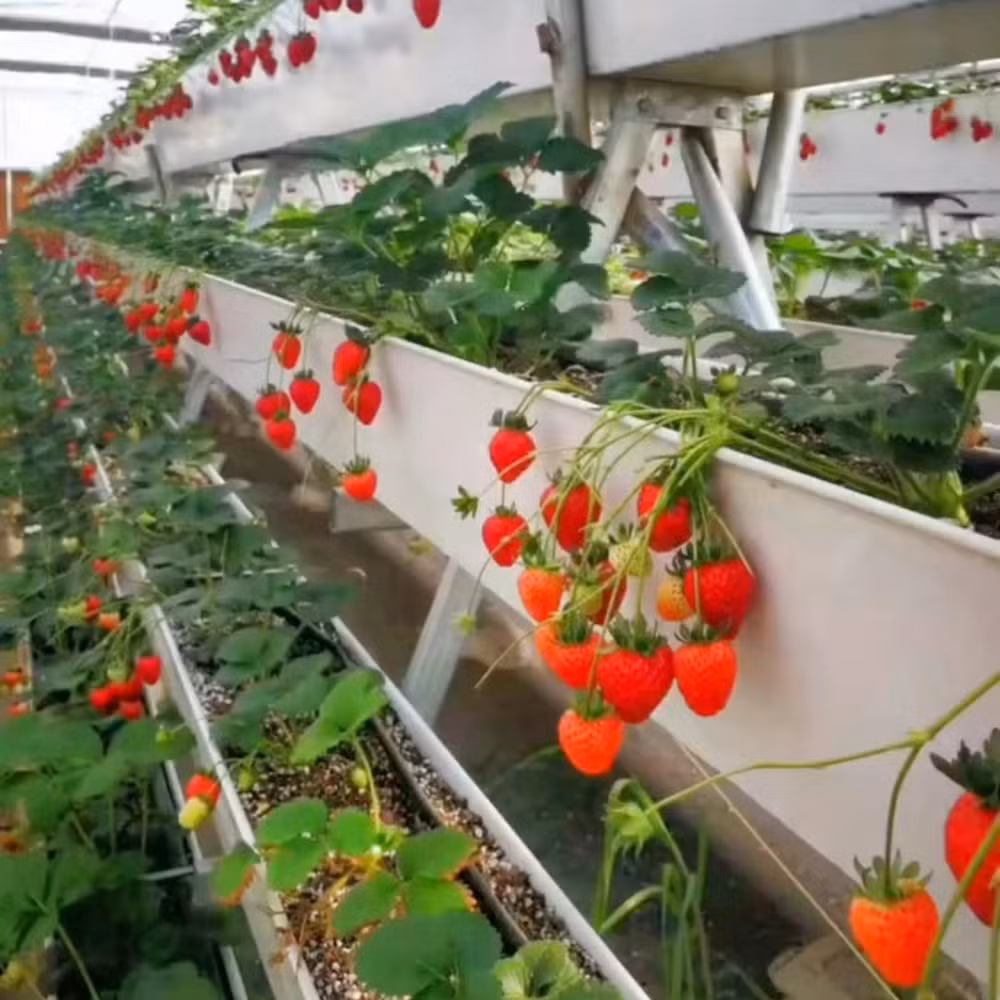 Automated Hydroponic System Plastic Shed Singlespan Greenhouse for Strawberry