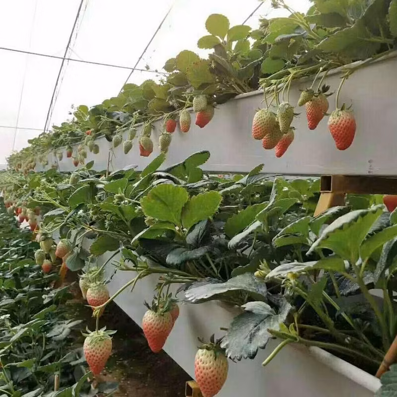 Automated Hydroponic System Plastic Shed Singlespan Greenhouse for Strawberry