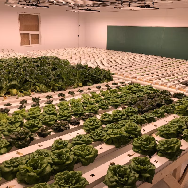 Vertical Farming Solutions Indoor Hydroponic Gardening Nft Setup