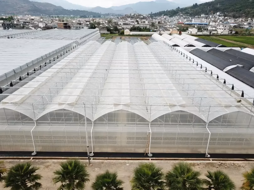 Agricultural Comercial Arched Type Polycarbonate Board/Sheet Greenhouse Multi-Span Greenhouse for Lettuce Tomato Cucumber