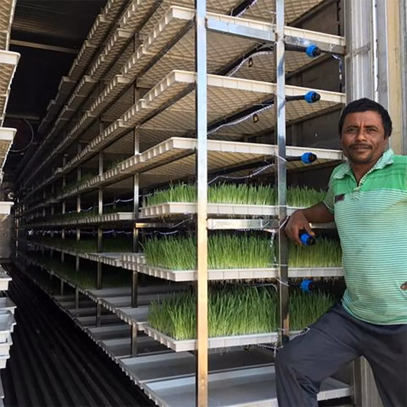 Hydroponic Forage Micro Vegetables Growing Container Farm for Sale