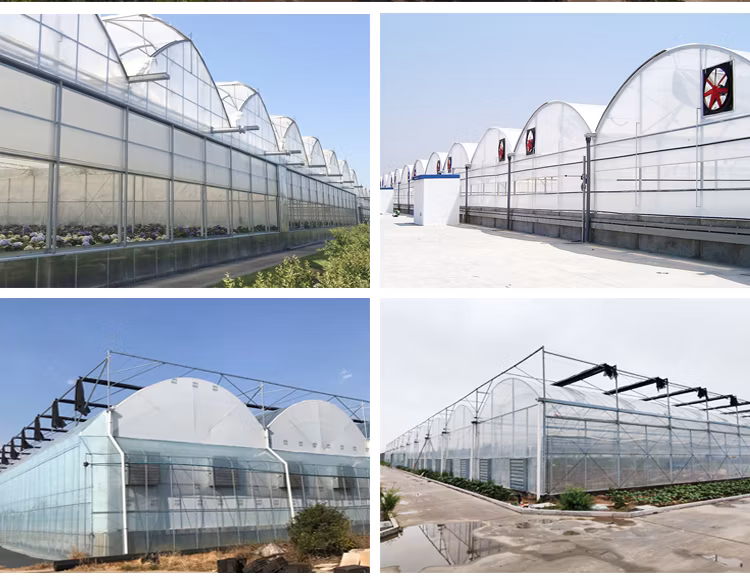 Commercial/Agricultural Poly Tunnel Cheap Arched Hot DIP Galvanized Steel Frame Multi-Span Film Greenhouse for Hydroponic Tomato