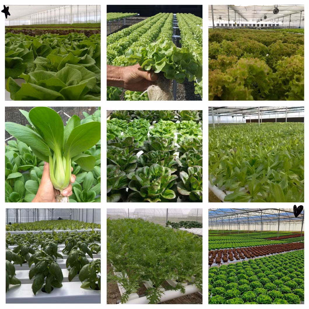 Vertical Farming Solutions Indoor Hydroponic Gardening Nft Setup