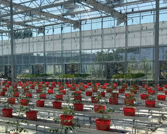 Cost-Effective Anti-Fogging Hydroponic Farm Greenhouse with Temperature Control Features