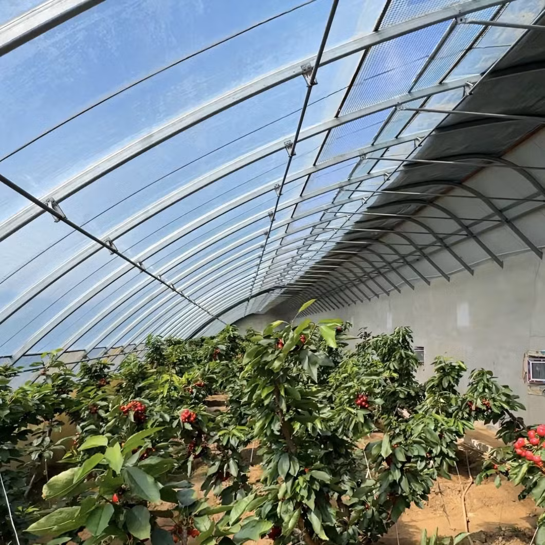 From China Customized Illuminate Sunlight Film Greenhouse for Tomato