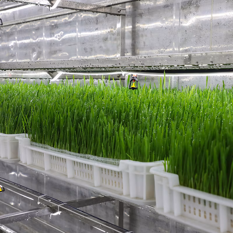 Hydroponic Forage Micro Vegetables Growing Container Farm for Sale