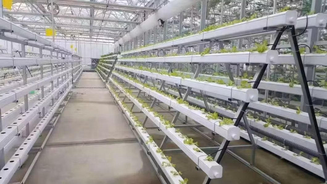Shelf Style Quick Connection High Yield Easy Installation Strawberry Cultivation Support Frame for Sale
