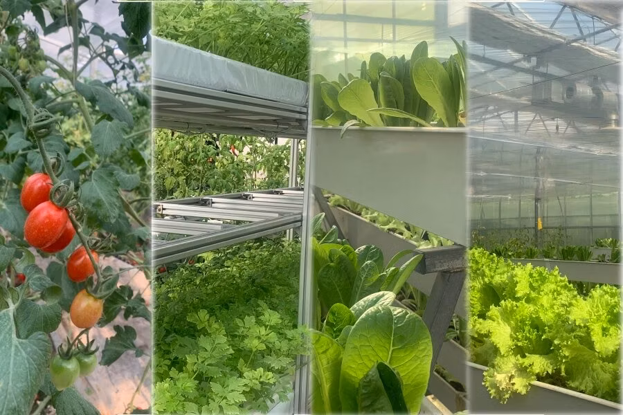 1000 Square Meters Industrial Greenhouses for Tomatoes Agricultural