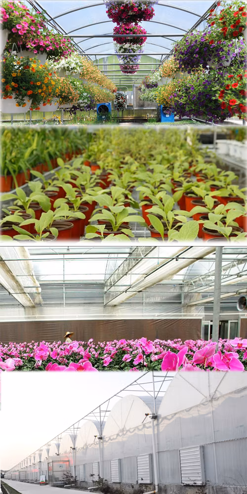 Good Quality Hydroponics System Multi-Spans Film Greenhouse for Pepper Production