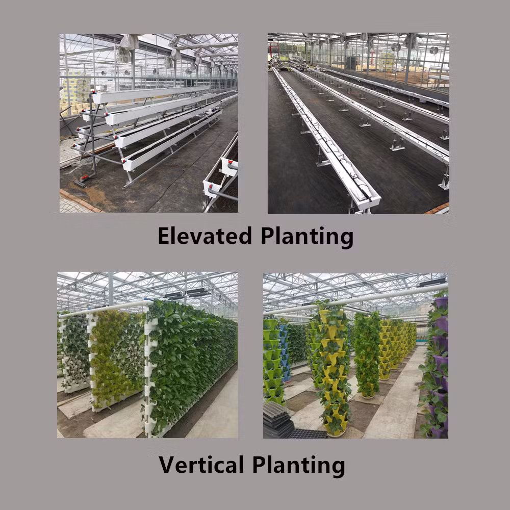 Professional Glass Greenhouse Construction Good After Sales with Full Automatic Control System for Growing Tomato/Lettuce/Strawberry/Cucumber/Pepper