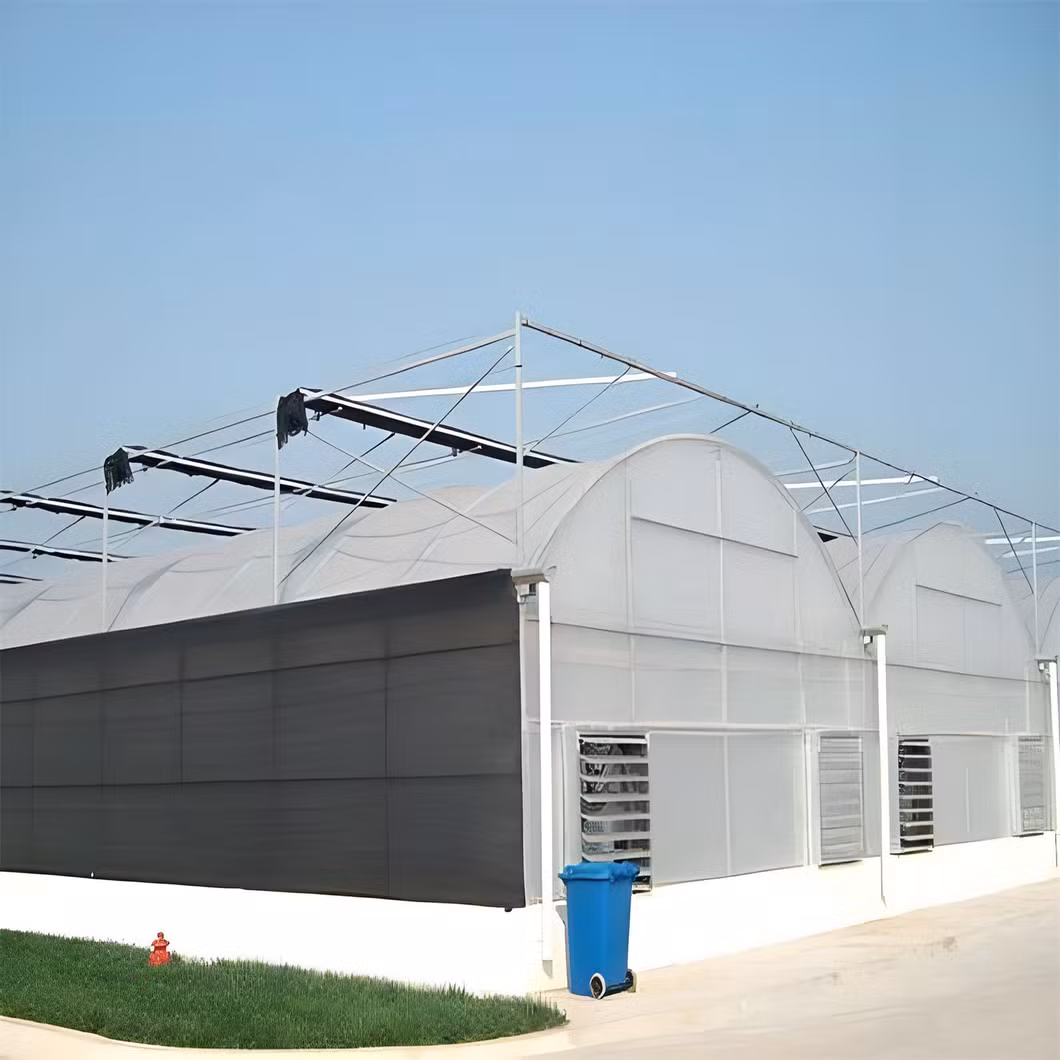 1000 Square Meters Industrial Greenhouses for Tomatoes Agricultural
