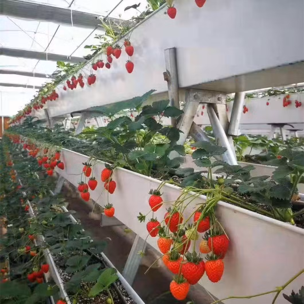 Popular Easy Assemble Hydroponic a-Frame with Substrate for Strawberry Growing