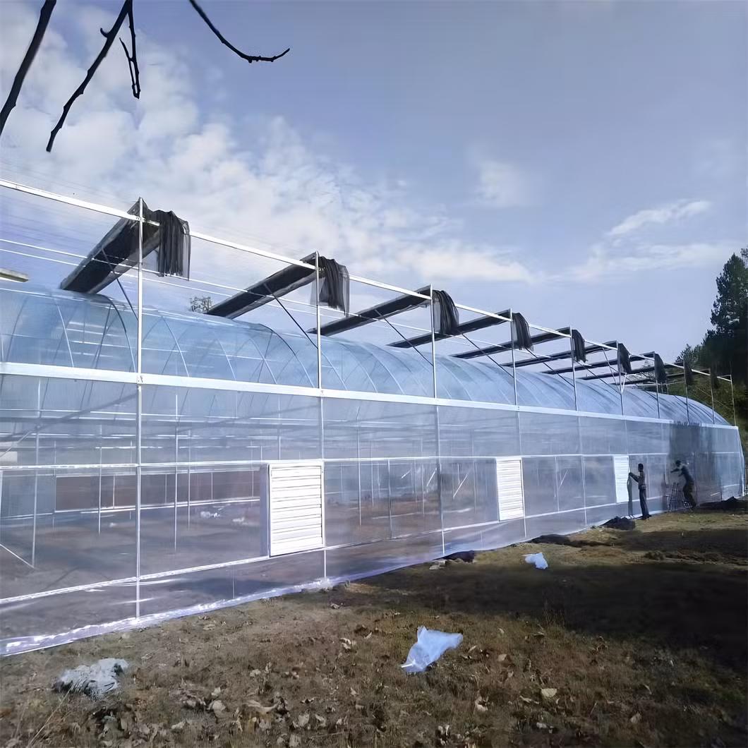 1000 Square Meters Industrial Greenhouses for Tomatoes Agricultural