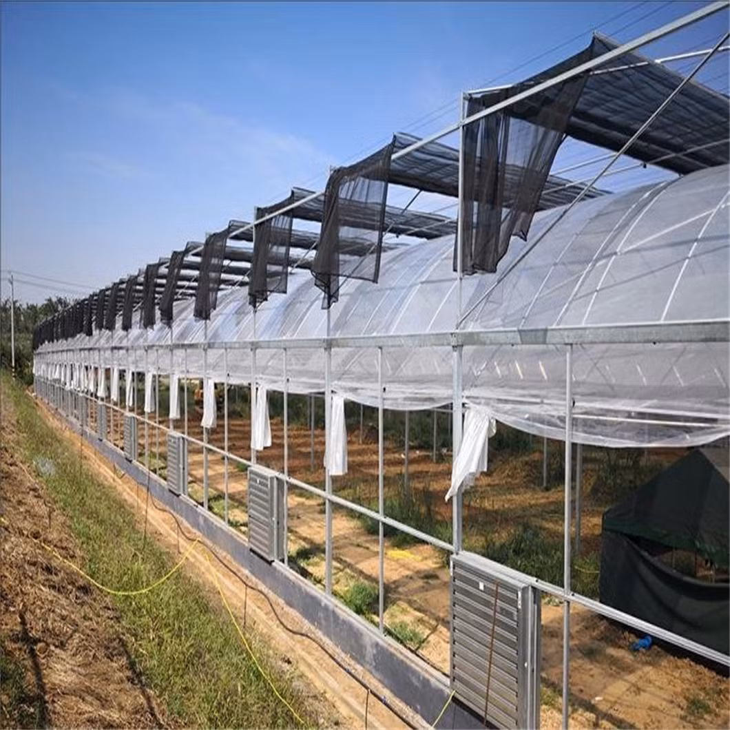 1000 Square Meters Industrial Greenhouses for Tomatoes Agricultural