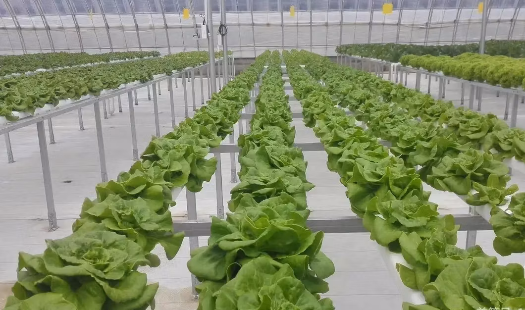 Best Quality Multi Span Commercial Greenhouse Cost Agricultural Green Houses Kits Polycarbonate Greenhouses