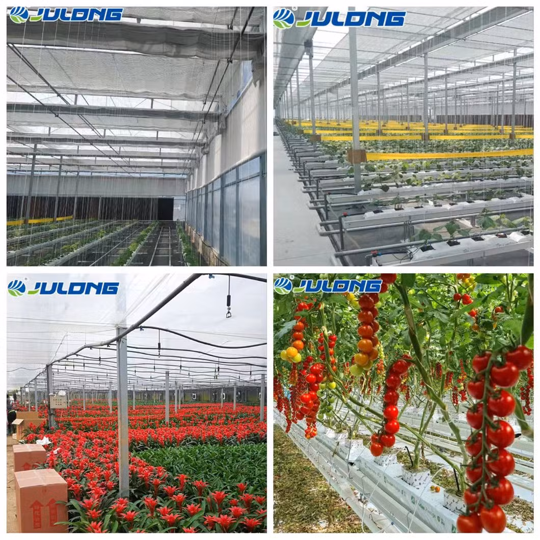 Commercial/Agricultural Poly Tunnel Cheap Arched Hot DIP Galvanized Steel Frame Multi-Span Film Greenhouse for Hydroponic Tomato