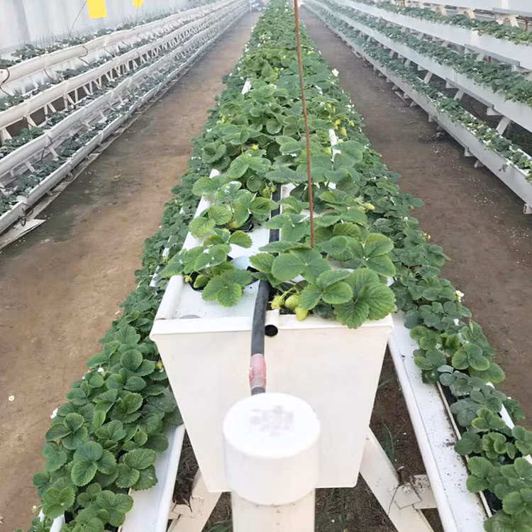 Hydroponic Greenhouse for Strawberry Farm Groove PVC Gutter