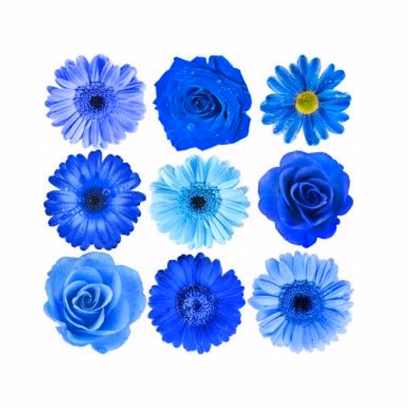 Kinds of Colors Water Soluble Dye Blue Dye for Natural Flower