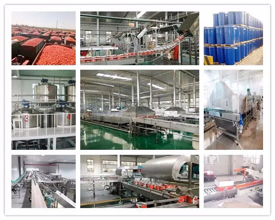 Fresh Tomato Paste Canned Tomato Ketchup with Factory Supplier in China