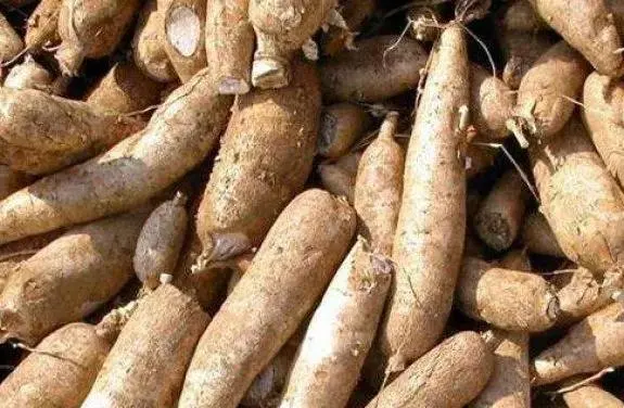 Wholesale Brush Peeling/Washing/Cleaning/Debarking Machine for Ginger Cassava Taro Carrot Sweet Potato Root Vegetables Fruits Yam Konjac Lotus Food Turnip Radis