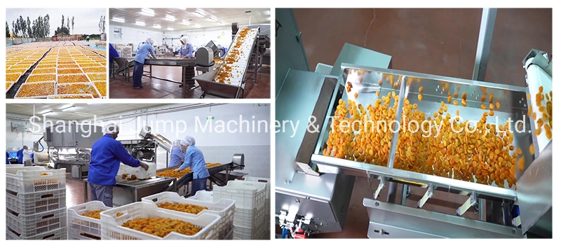 Organic Dried Apricot Processing Machine Clean Candied Apricot Drying and Packing Machines