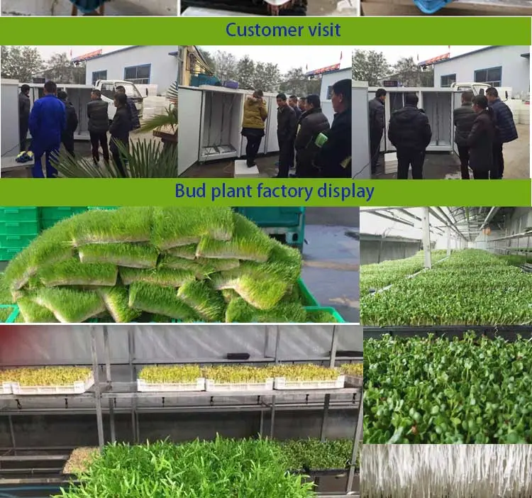 Hydroponic Grass Fodder Growing Systems Bean Sprout Making Machine