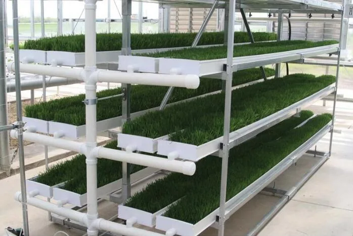 Hydroponic Automatic Barley Fodder Machine System / Cattle Green Fodder Growing Machine / Mung Bean Sprouts Making Machine