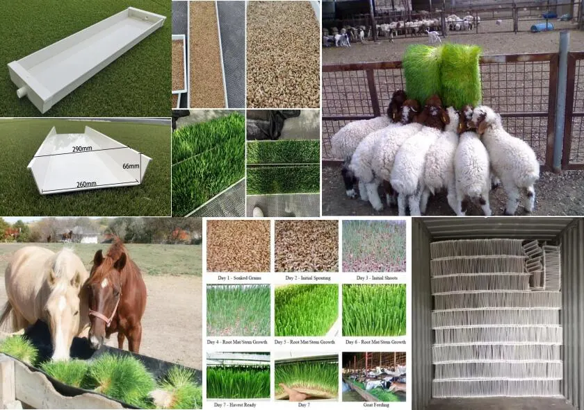 Hydroponic Automatic Barley Fodder Machine System / Cattle Green Fodder Growing Machine / Mung Bean Sprouts Making Machine