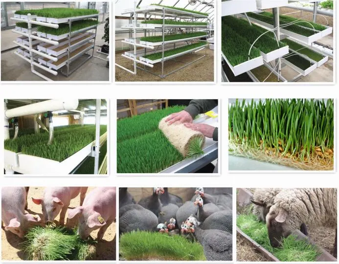 Hydroponic Automatic Barley Fodder Machine System / Cattle Green Fodder Growing Machine / Mung Bean Sprouts Making Machine