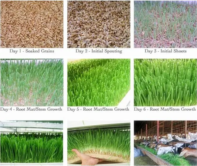 Hydroponic Automatic Barley Fodder Machine System / Cattle Green Fodder Growing Machine / Mung Bean Sprouts Making Machine