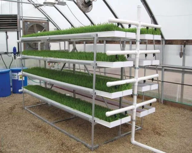 Hydroponic Automatic Barley Fodder Machine System / Cattle Green Fodder Growing Machine / Mung Bean Sprouts Making Machine