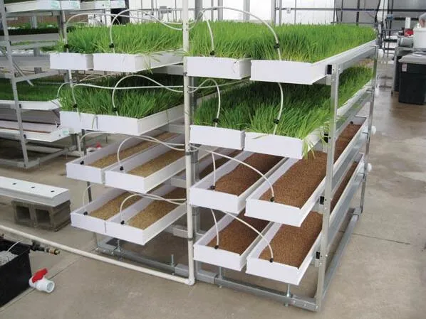 Hydroponic Automatic Barley Fodder Machine System / Cattle Green Fodder Growing Machine / Mung Bean Sprouts Making Machine