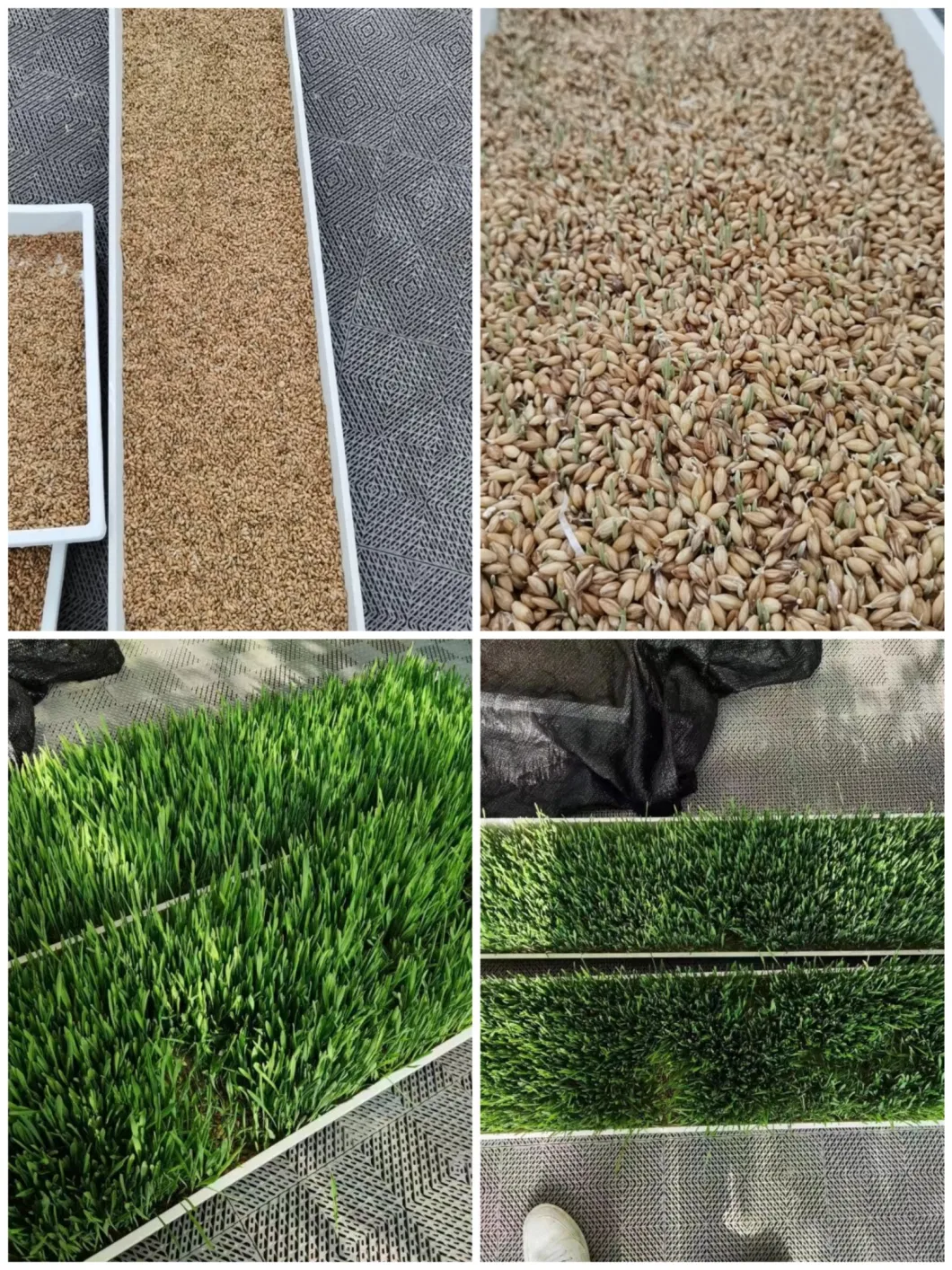 Hydroponic Automatic Barley Fodder Machine System / Cattle Green Fodder Growing Machine / Mung Bean Sprouts Making Machine