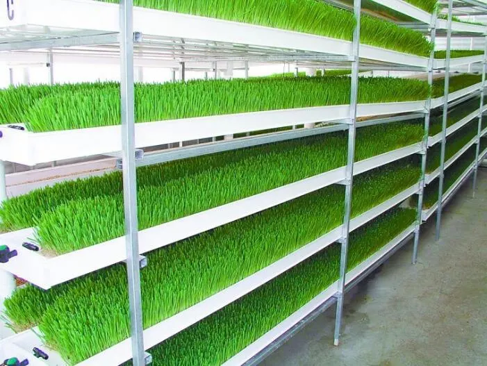 Hydroponic Automatic Barley Fodder Machine System / Cattle Green Fodder Growing Machine / Mung Bean Sprouts Making Machine